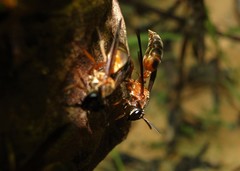 Trichinothorax
