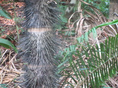 Bactris gasipaes