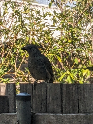 Satin Bowerbird (Ptilonorhynchus violaceus), photo 4