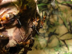 Trichinothorax