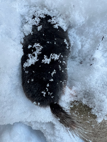 Hairy-tailed Mole observed by alleghenies