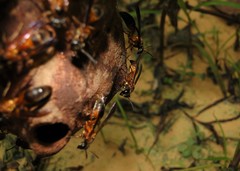 Trichinothorax