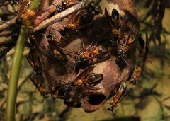 Trichinothorax