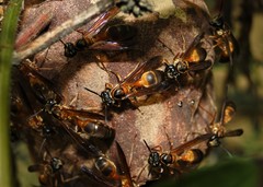Trichinothorax