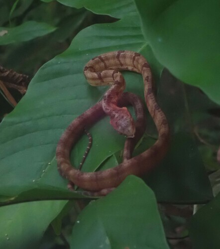 Dog-toothed Cat Snake