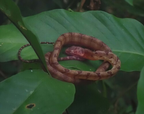 Dog-toothed Cat Snake