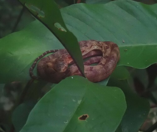 Dog-toothed Cat Snake