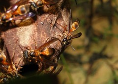 Trichinothorax