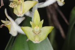 Dendrolirium lasiopetalum