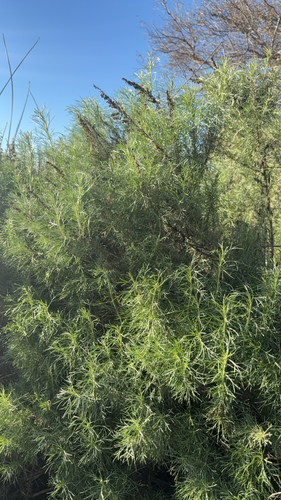 iNaturalist observation photo of California sagebrush