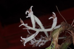 Dendrolirium lasiopetalum