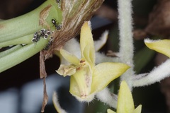 Dendrolirium lasiopetalum