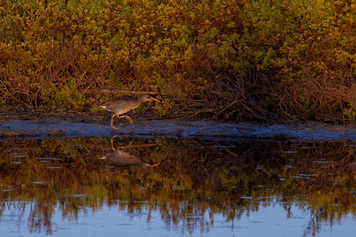 Mangrove Rail (Rallus longirostris), photo 1