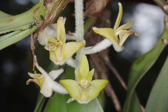 Dendrolirium lasiopetalum