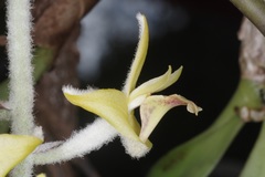 Dendrolirium lasiopetalum