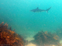 Carcharhinus obscurus