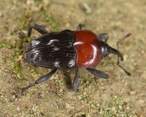 Wavy Flower Weevil photo 5
