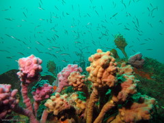 Pyura spinifera