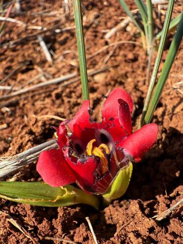 Romulea monadelpha
