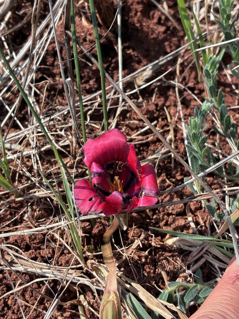 Romulea monadelpha, Namakwa District Municipality, South Africa