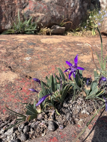 Dolerite Clay Bobbejaantjie (Babiana framesii)