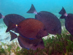 Prionurus maculatus