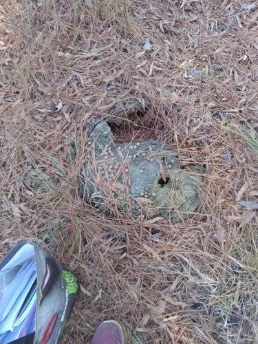 Swamp Rabbit observed by cosmiccat