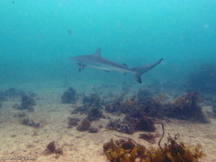 Carcharhinus obscurus