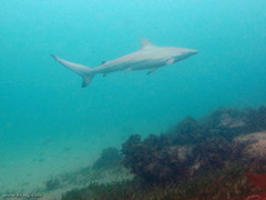 Carcharhinus obscurus