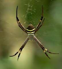 Argiope keyserlingi