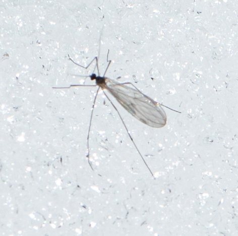 Unknown species found near Montpelier, VT 05602, USA