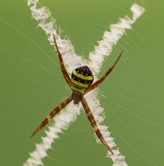 Argiope keyserlingi