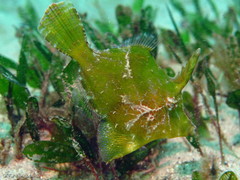 Halophila ovalis