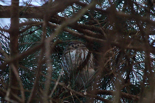 Northern Saw-whet Owl observed by mothlina
