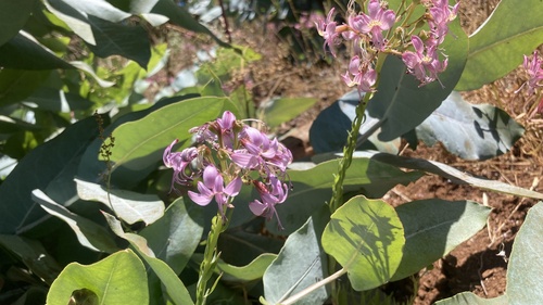 Alstroemeria revoluta, photograph 2