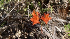 Alstroemeria ligtu, photograph (c) Duban Espinoza, some rights reserved (CC BY)