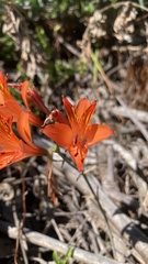 Alstroemeria ligtu, photograph (c) Duban Espinoza, some rights reserved (CC BY)