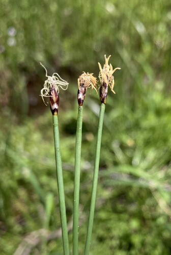 Eleocharis suksdorfiana