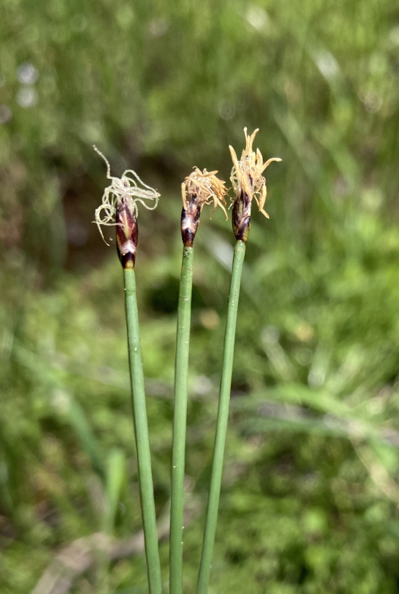 Eleocharis suksdorfiana