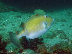 Anoplocapros inermis