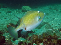 Anoplocapros inermis