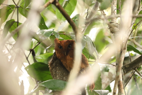 Sokoke Scops Owl (Otus ireneae)