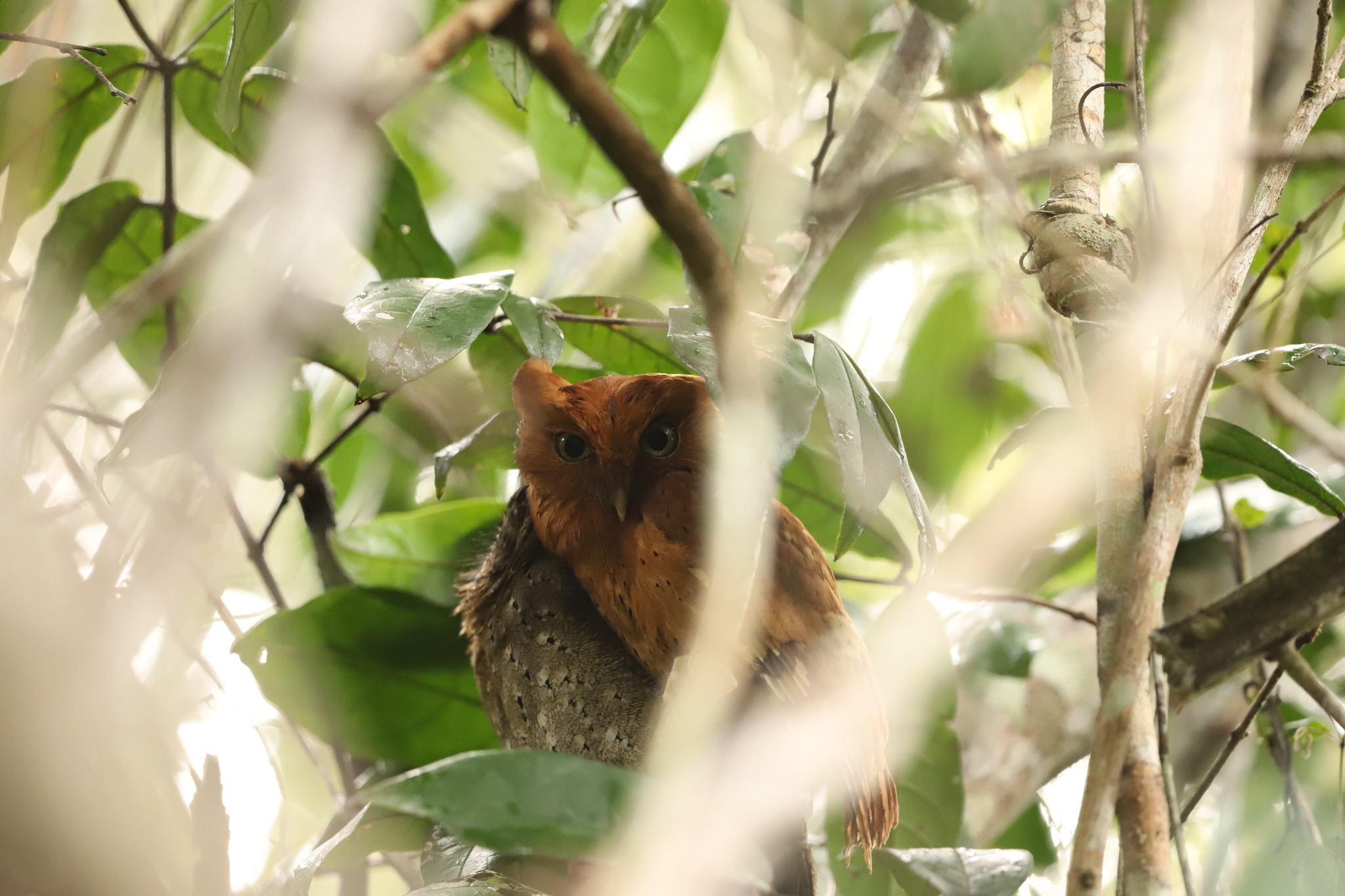 Sokoke Scops Owl (Otus ireneae), photo 1