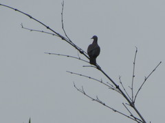 Patagioenas