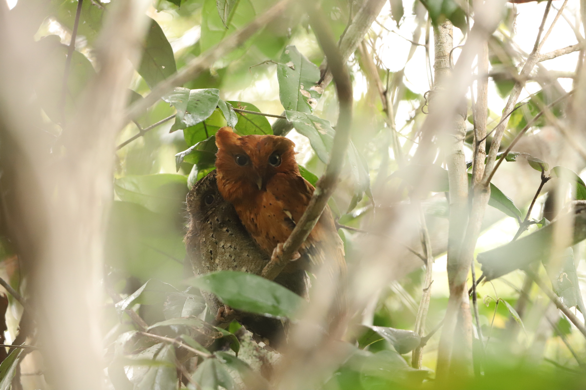 Sokoke Scops Owl (Otus ireneae), photo 2