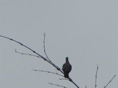 Patagioenas