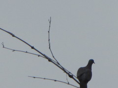 Patagioenas