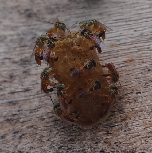 Narrow Stingless Bee