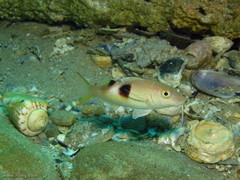 Parupeneus pleurostigma