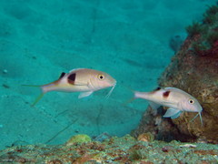 Parupeneus pleurostigma